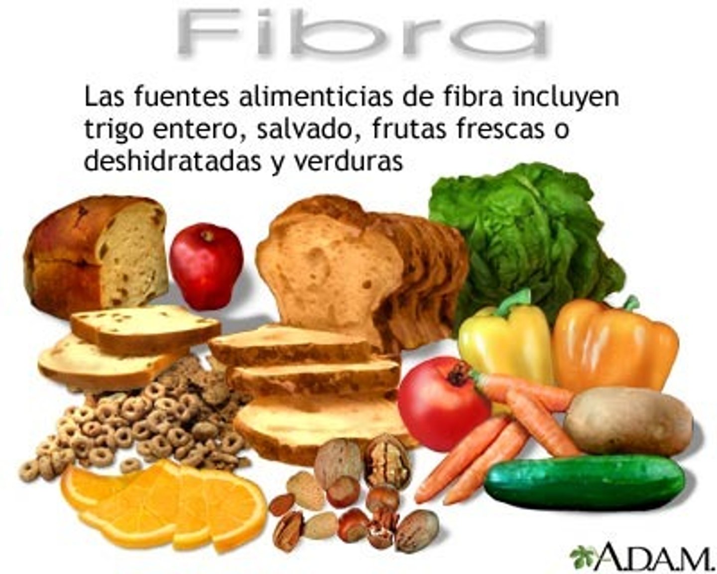<p>Es el componente en algunos alimentos que facilita la digestión y la expulsión de las toxinas del cuerpo, y que nos ayuda a sentirnos llenos por más tiempo después de comer.</p>