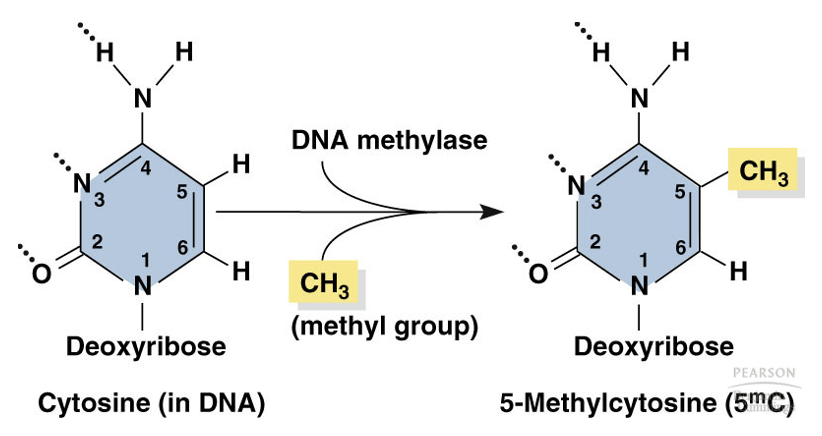 <p>They transfer a methyl group onto 5-C of the cytosine base, producing 5mC</p>