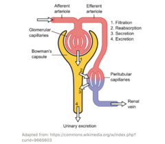 <p>peritubular </p>