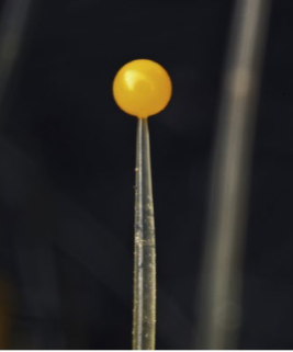 <p>Sporangiophore</p>