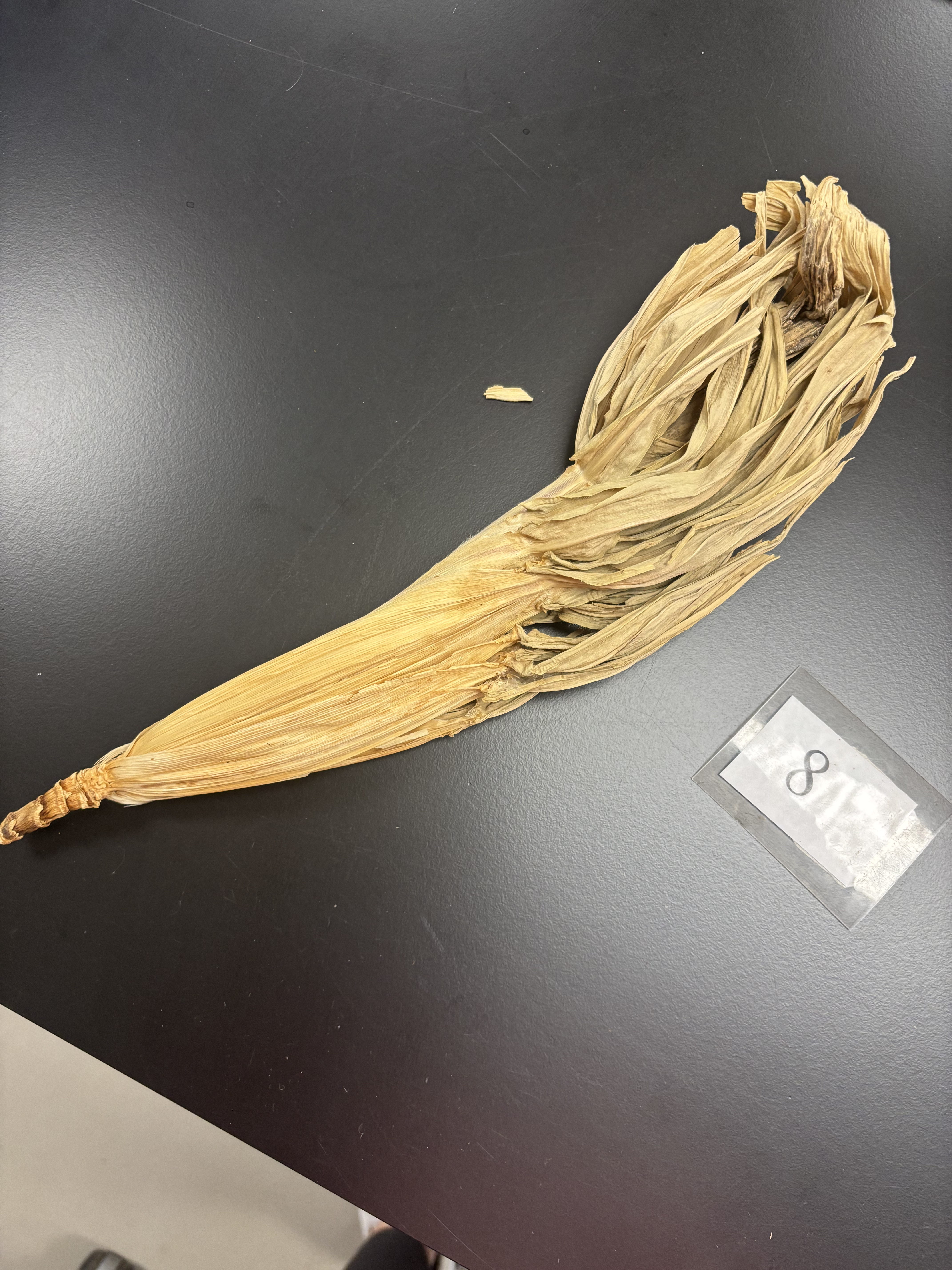 <p>Caused by infection by a fungal pathogen. proliferation of small ear shoots, leaves, and lack of ear and tassel formation</p>