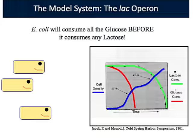 <p>Model System Lag Phase</p>