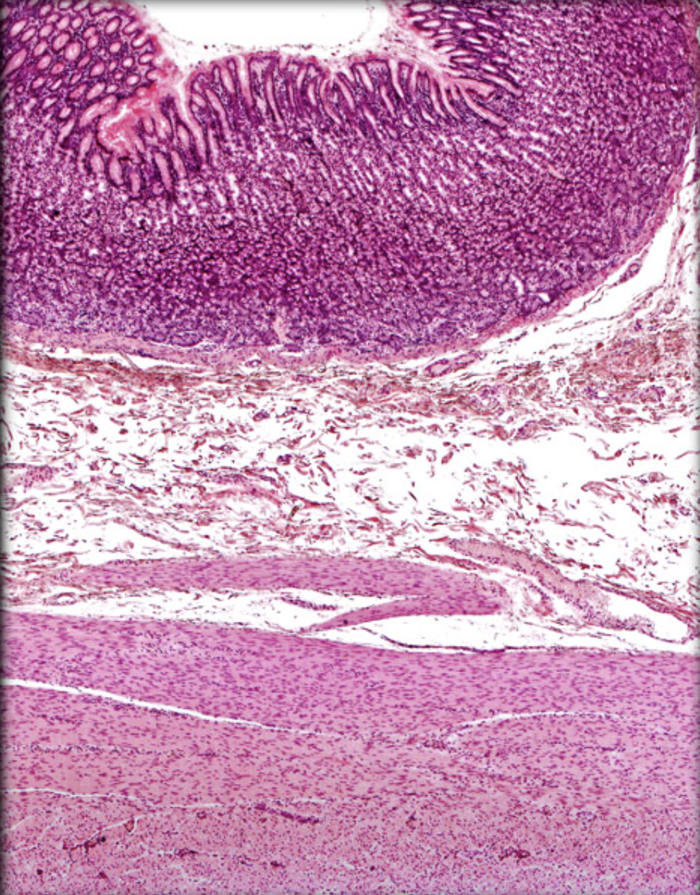 <p>What organ is this?</p>