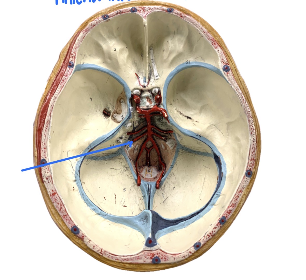 knowt flashcard image