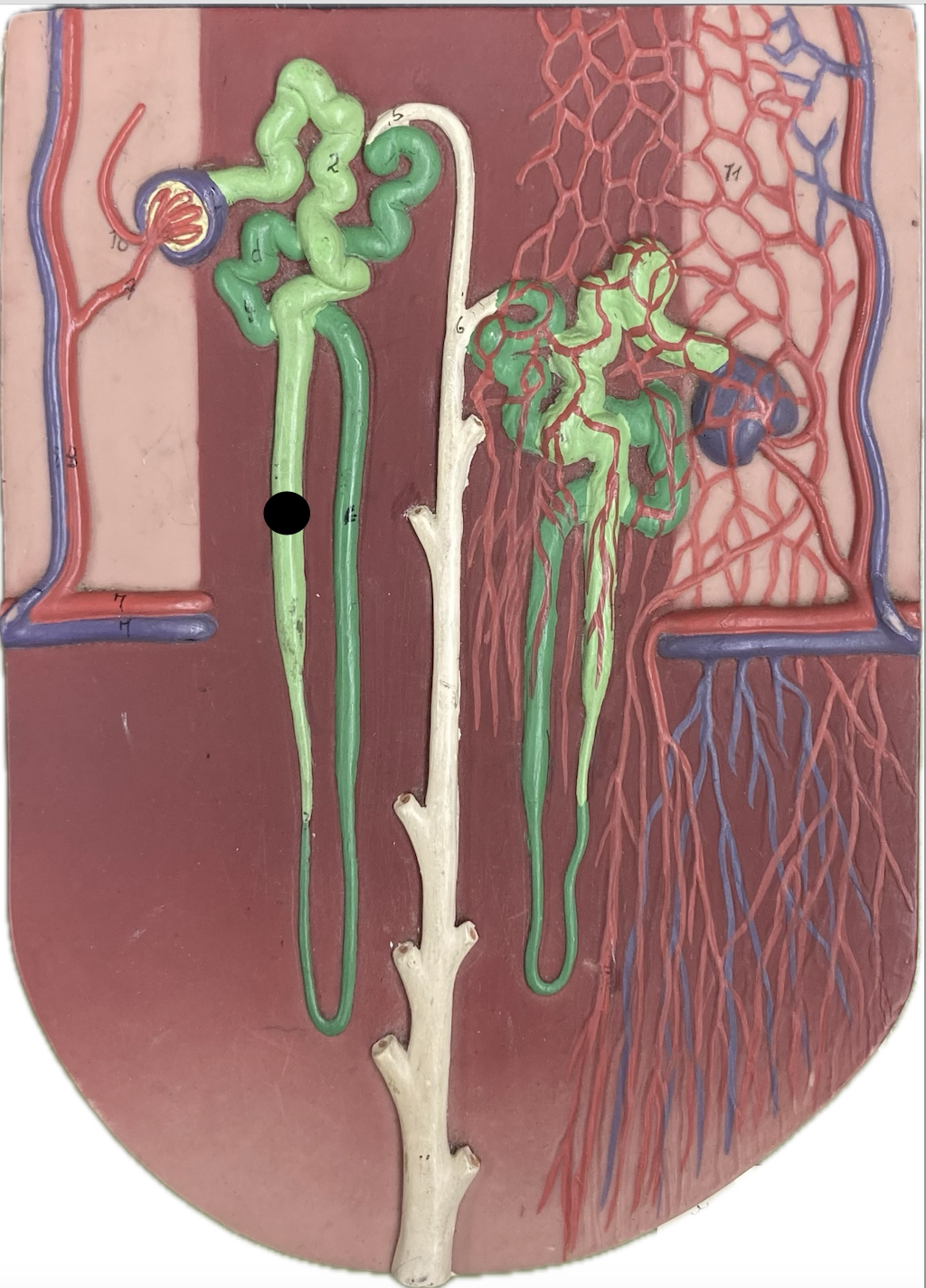 <p>Loop of Henle: </p>
