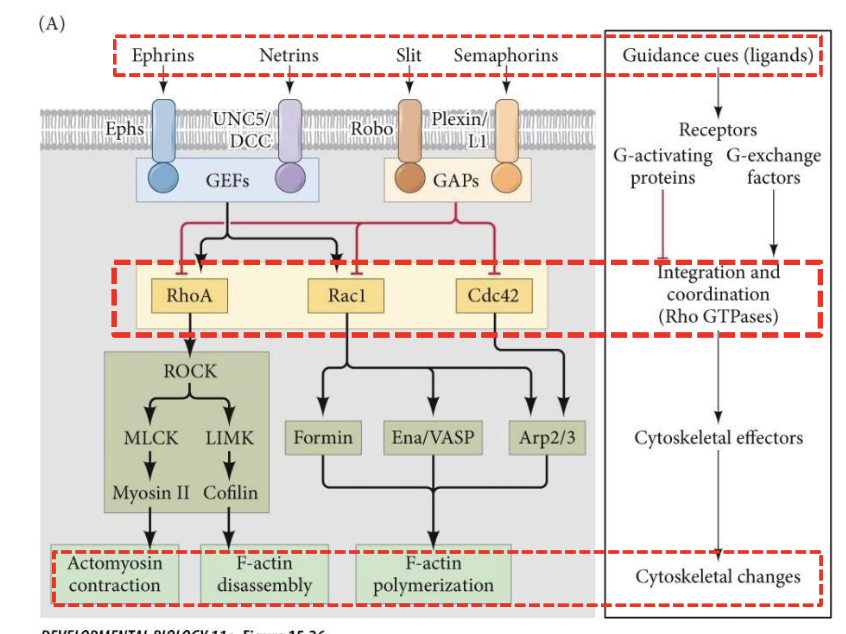 <p>Function of Rho GTPases</p>