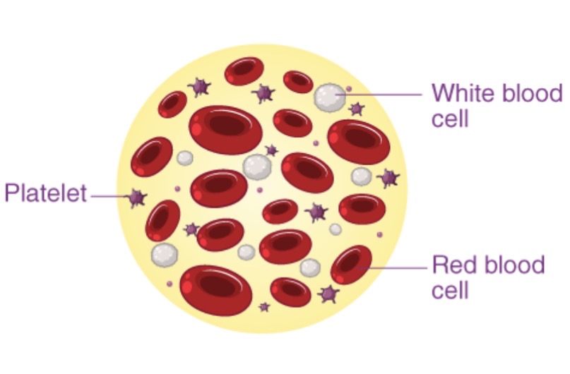 <p><span><span>Give the common and scientific name for platelets, and describe its overall function and key characteristics.</span></span></p>