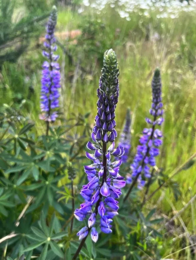 <p>Riverbank Lupine</p>