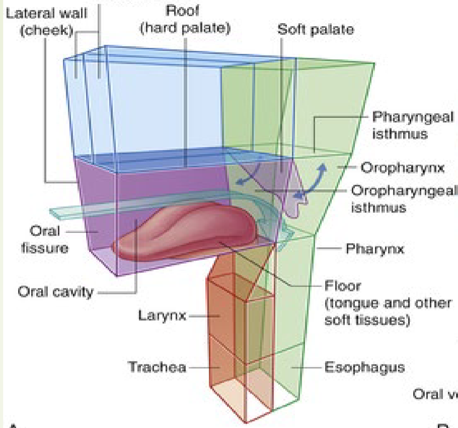 <p>The oral cavity is inferior to the nasal cavities ( Fig. 8.247A ). It has a roof and floor</p><p>and lateral walls, opens onto the face through the oral fissure, and is continuous with</p><p>the cavity of the pharynx at the oropharyngeal isthmus.</p><p> The roof of the oral cavity consists of the hard and soft palates. The floor is formed</p><p>mainly of soft tissues, which include a muscular diaphragm and the tongue. The lateral</p><p>walls (cheeks) are muscular and merge anteriorly with the lips surrounding the oral</p><p>fissure (the anterior opening of the oral cavity).</p><p> The posterior aperture of the oral cavity is the oropharyngeal isthmus, which opens</p><p>into the oral part of the pharynx.</p>