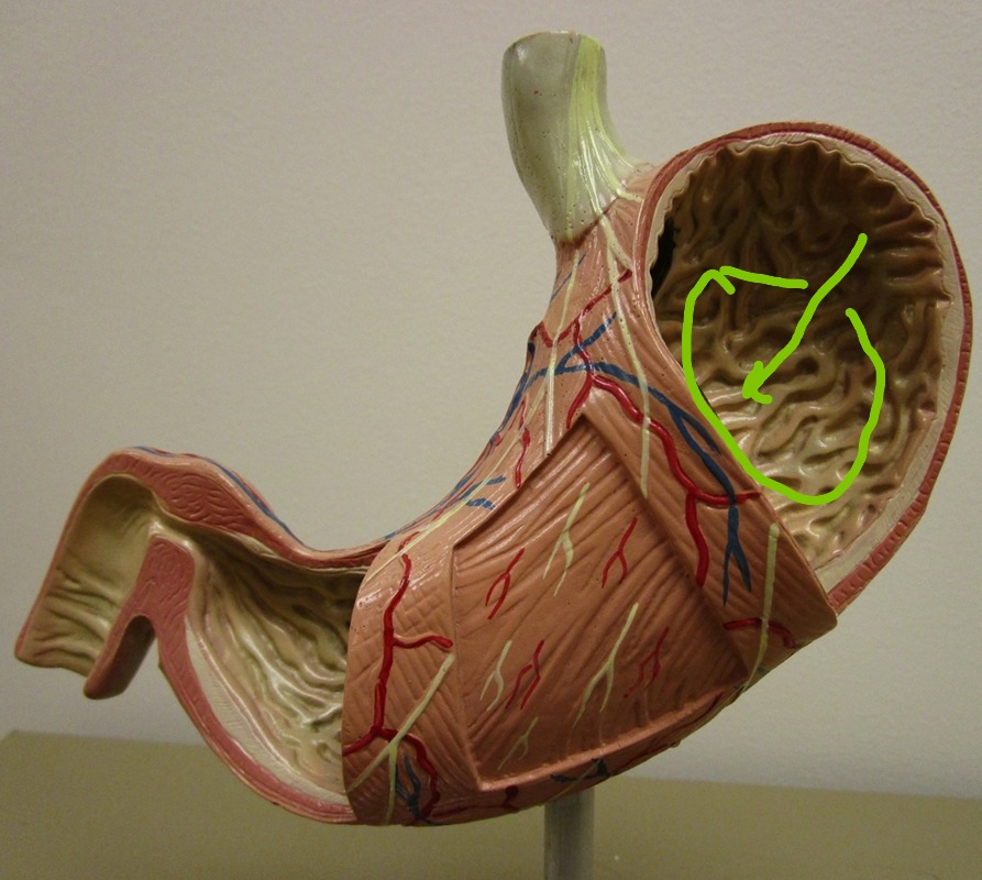 <p>(hollow space)</p>