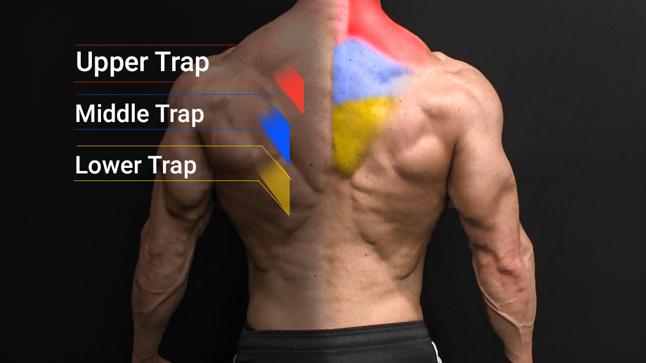 <p><strong>Location</strong>: Across upper back.</p><p></p><p>Confirm:</p><p>• Middle: resist scapular retraction</p><p>• Lower: resist scapular depression / upward rotation</p>
