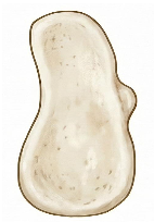 <p><span>Composed of homogenous compact bone, less blood supply than the rest of the types, takes </span><span style="color: rgb(255, 0, 0);">5 months </span><span>to integrate</span></p>