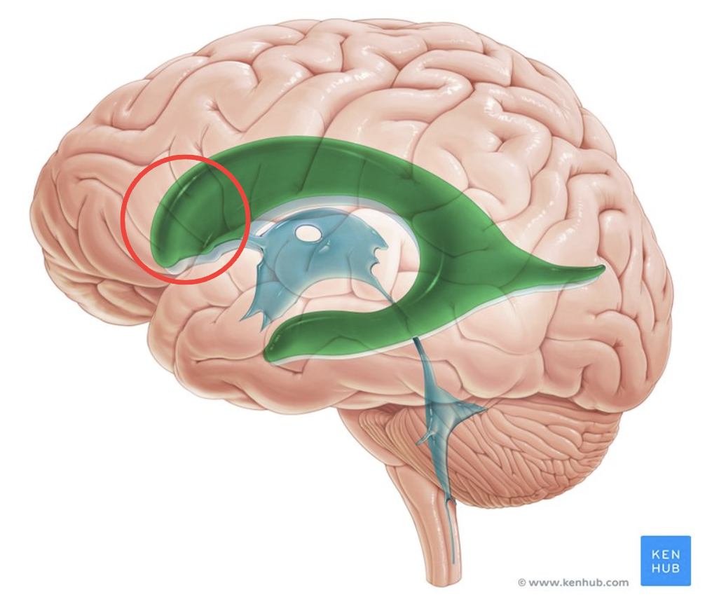 <p>front horns, sharp</p>