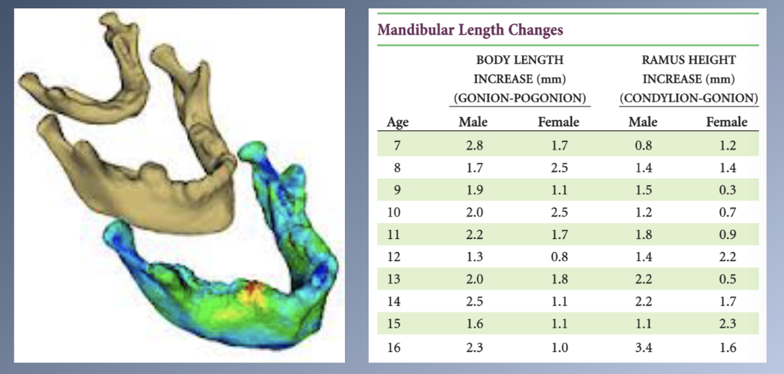 <p><span>Growth continues at a relatively steady rate BEFORE puberty</span><br><span>1. Ramus height increases 1-2mm/year</span><br><span>2. Body length increases 2-3mm/year</span></p><p><span>Accentuation of the prominence of the chin</span><br><span>1. Addition of small amounts of bone</span><br><span>2. Resorption of the area above the chin</span><br><span>3. Forward translation of the chin as part of the overall growth pattern of the mandible</span></p>