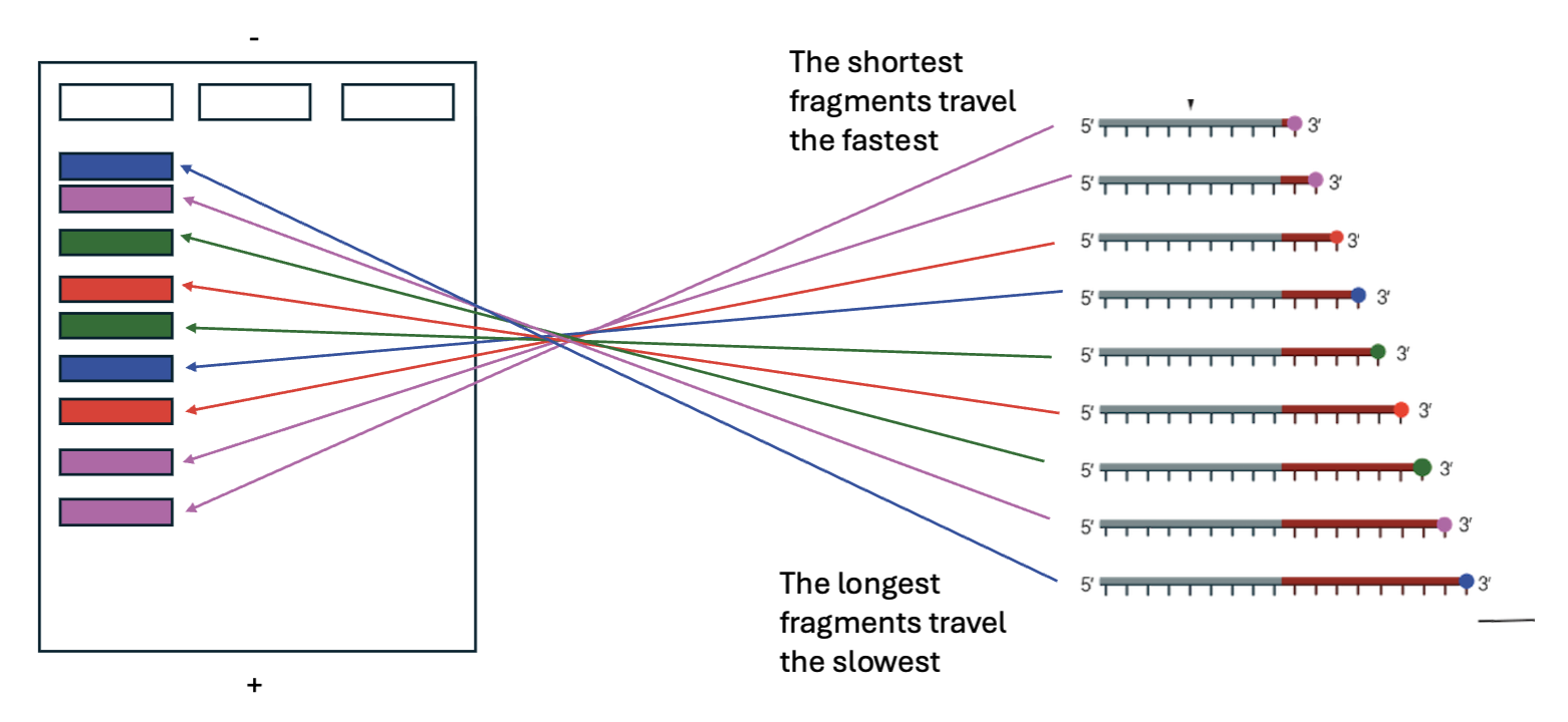<p>Electrophoresis separates the fragments by size.</p><p>The shortest fragments travel the fastest.</p><p>The longest fragments travel the slowest.</p>
