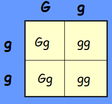 <p>In this example, there is a 50% probability that the offspring will be heterozygous dominant and a 50% probability it will be homozygous recessive for the trait.</p><p>Such a prediction (analyzing one trait at a time) is called a _______ ______</p>