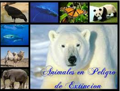 <p>endangered</p>