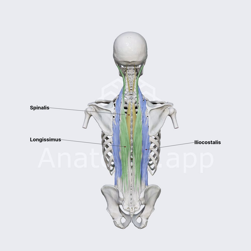 <p><strong>Most medial</strong> erector spinae muscle group</p>