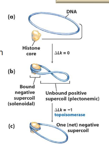 <p>Negative supercoiling facilitates DNA association with histones</p><p>BUT this causes more strain (+ supercoiling) in the remainder of the DNA</p><p><strong>Topoisomerases come in and cause net negative supercoil… relieving the strain</strong></p>