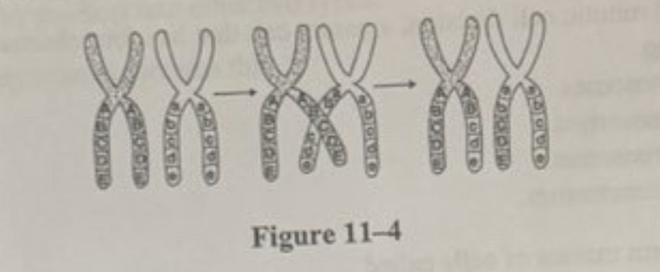 <p><span><span>What is shown in Figure 11-4?</span></span></p><p><span><span>a. independent assortment</span></span></p><p><span><span>b. anaphase I of meiosis </span></span></p><p><span><span>c. crossing-over</span></span></p><p><span><span>d.replication</span></span></p>