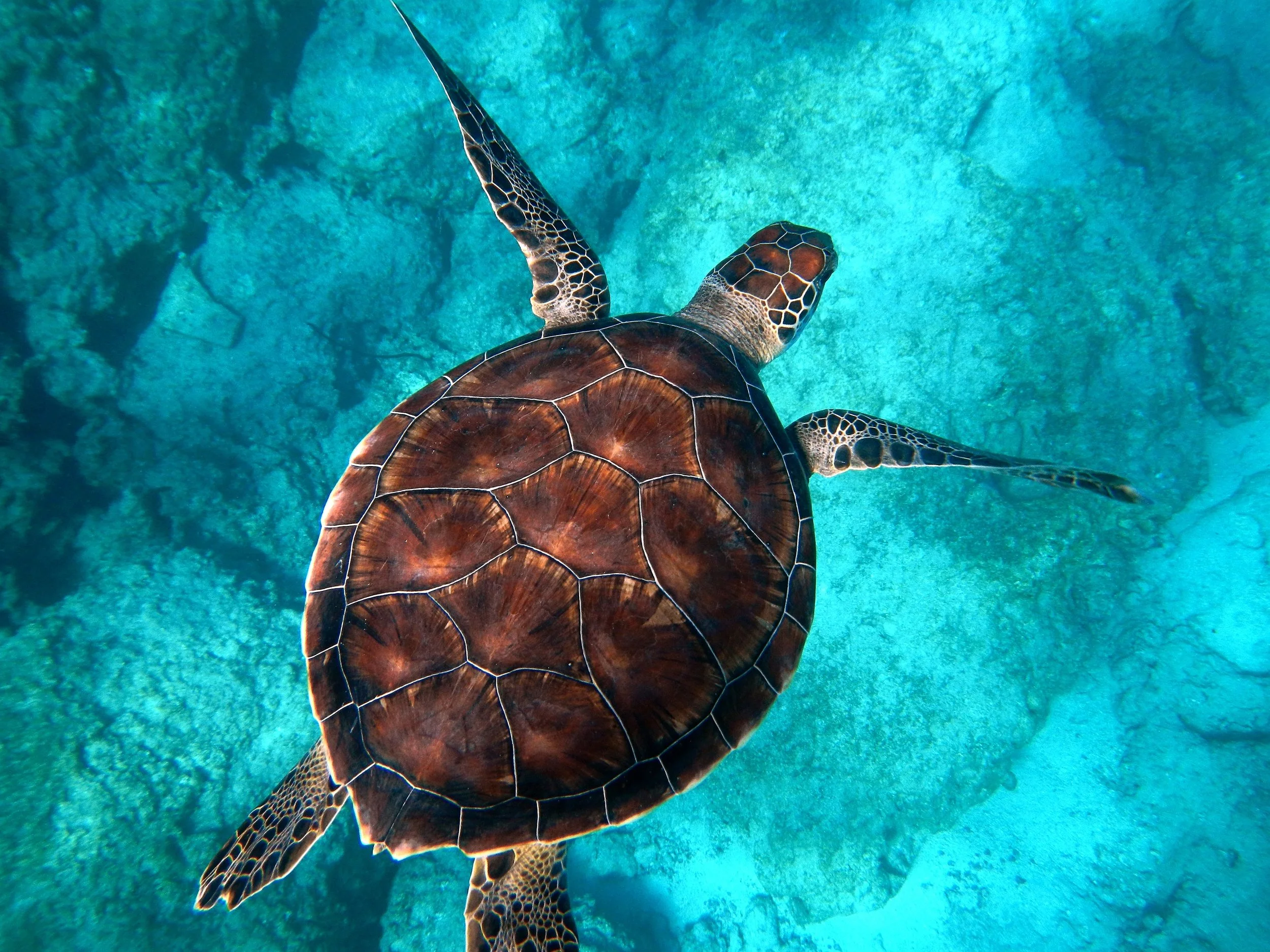<p><span style="font-family: Calibri, sans-serif; line-height: 107%;"><strong>schildpad</strong></span></p>