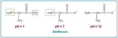 <p>What are the pKas of the amine and carboxylic acid of amino acids? What does this mean at a physiological pH of 7.4?</p>