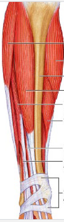 <p>extensor retinaculum</p>
