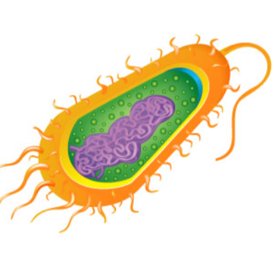 <p>Prokaryotic- “before nuclei”</p>