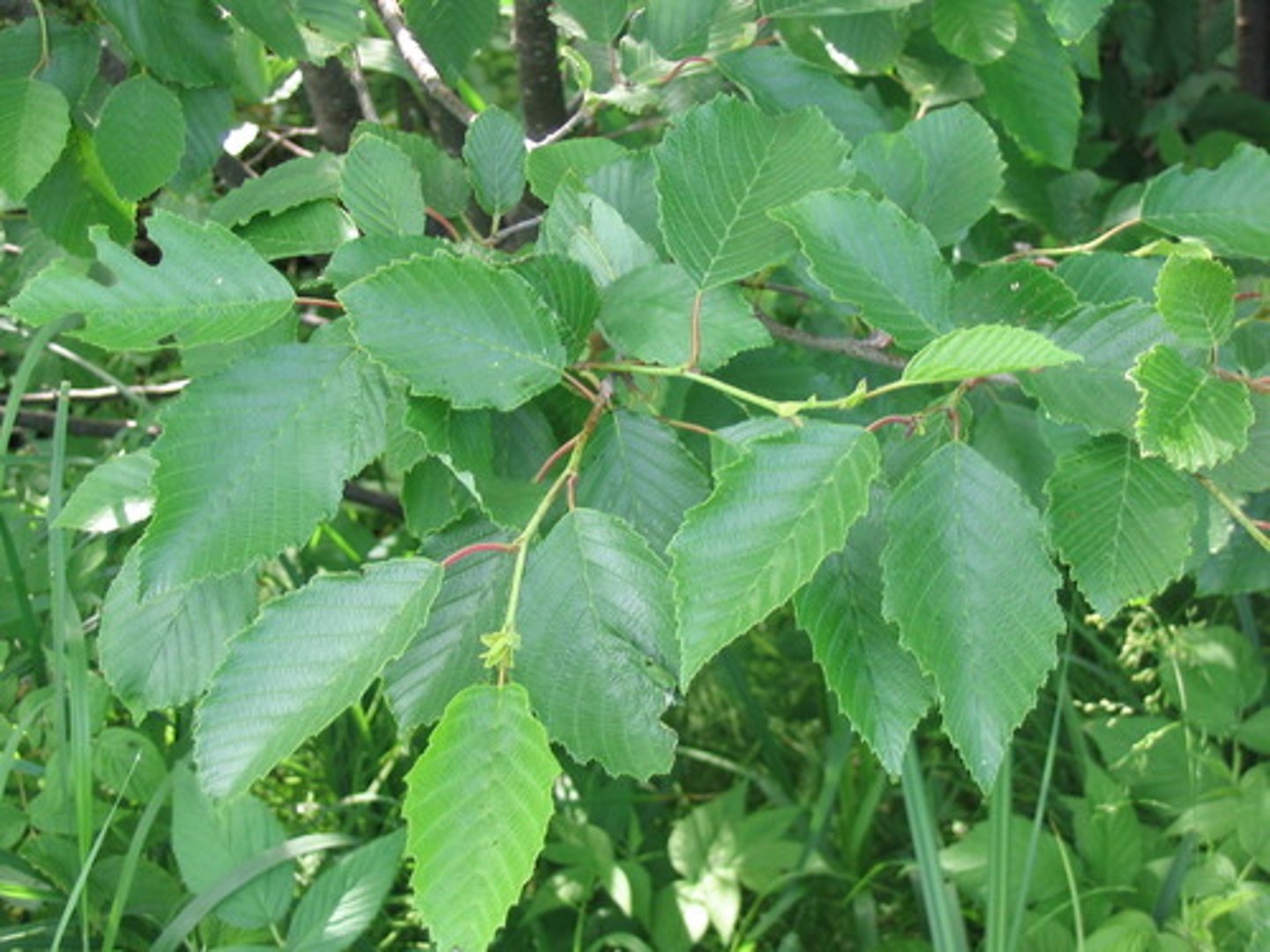 <p>Obviously double-serrated, flatter leaf base</p>