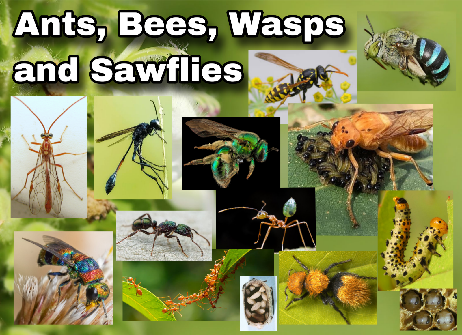 <p>Ants, Bees, Wasps, Sawflies</p>