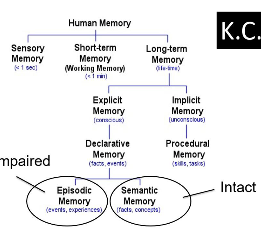 <p>In K.C </p><ul><li><p>Episodic memory = Impaired </p></li><li><p>Semantic memory = Intact </p></li></ul><p></p>