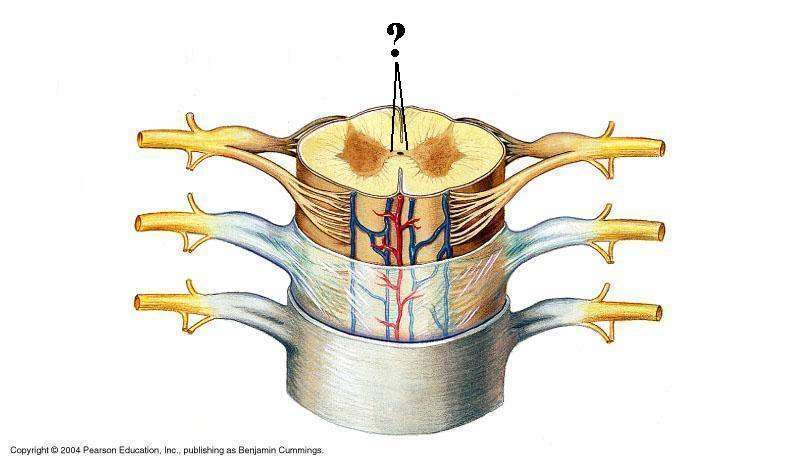 <p>Identify the indicated structure (be specific)</p>