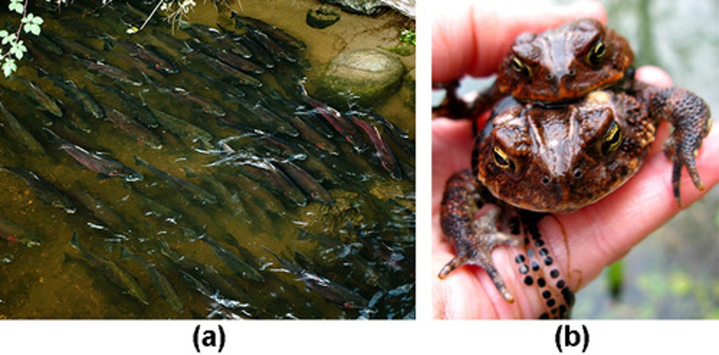 <p>aquatic</p><p>(Note: frogs/amphibians)</p>