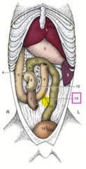 <p>descending mesocolon </p><p>it is called the duodenocolic fold</p>