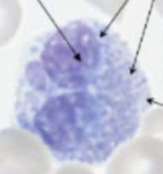 <p>What cell is this? </p>