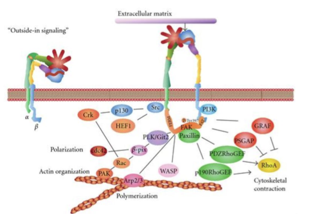 <p>ECM-binding til integrinet udløser signaler <strong>ind i cellen</strong> og påvirker fx cytoskelet og genekspression.</p>