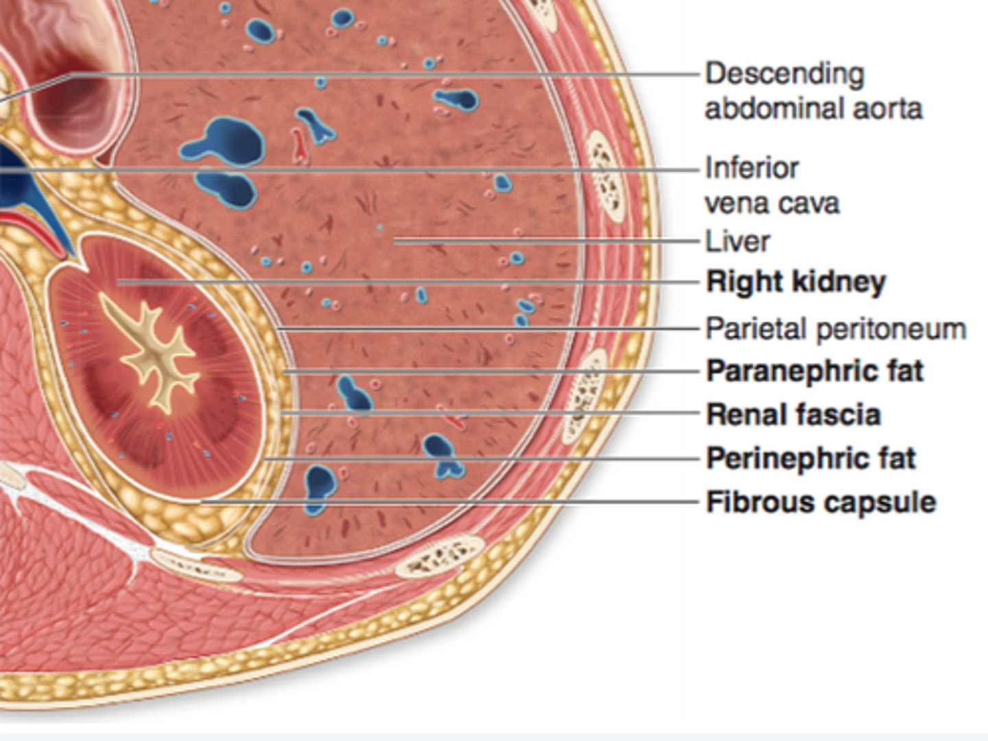 <p>what is paranephric fat of the kidney? what is it external to? what does it attach?</p>