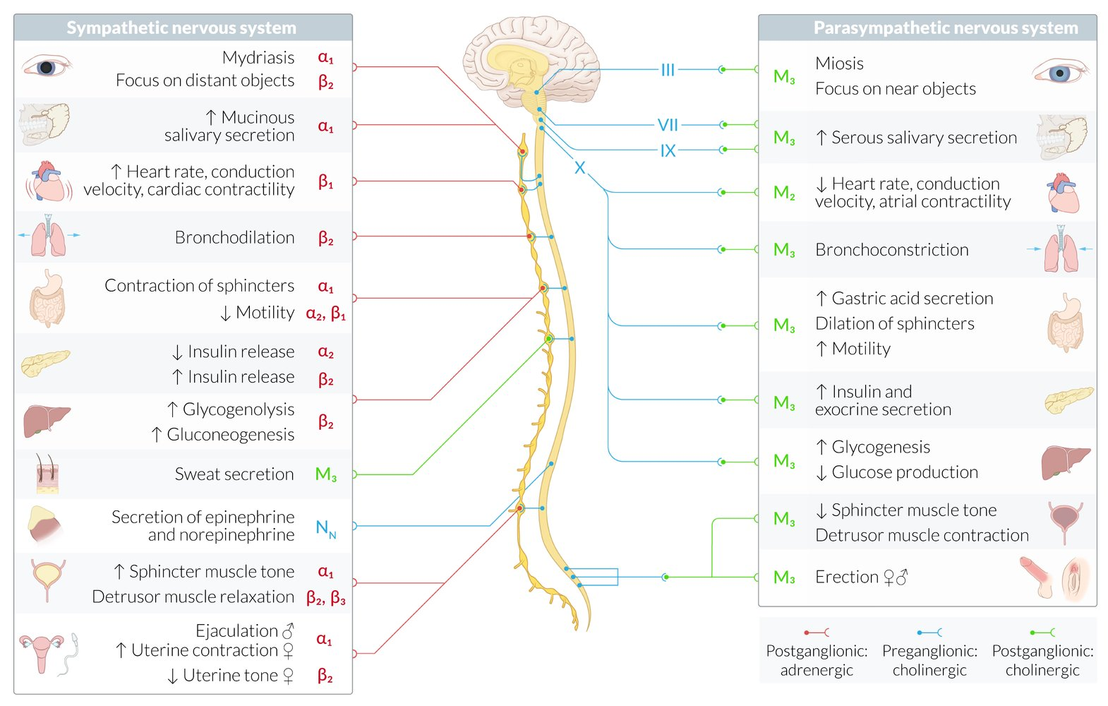 <p>Rest-and-digest</p><p>Eyes: Miosis</p><p>Salivary Glands: Increase serous secretions</p><p>Heart:</p><ul><li><p>Decrease HR + contraction</p></li><li><p>Vasodilation</p></li></ul><p>Lungs: Bronchoconstriction</p><p>Gastric Organs:</p><ul><li><p>Increase motility, insulin release, glycogen production</p></li><li><p>Decrease glucose production</p></li></ul><p>Bladder: Decrease sphincter tone + detrusor muscle contraction (empty bladder)</p><p>Reproduction Organs: Erection</p><p>Adrenal Glands: Decrease cortisol production</p>