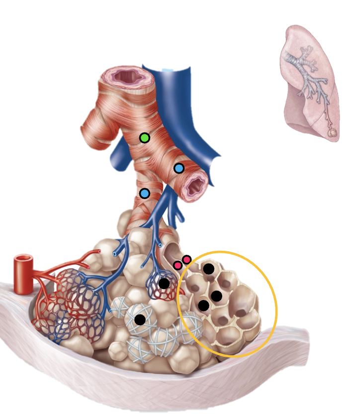<p>alveolar sacs</p>