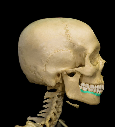 <p>Alveolar process of mandible</p>