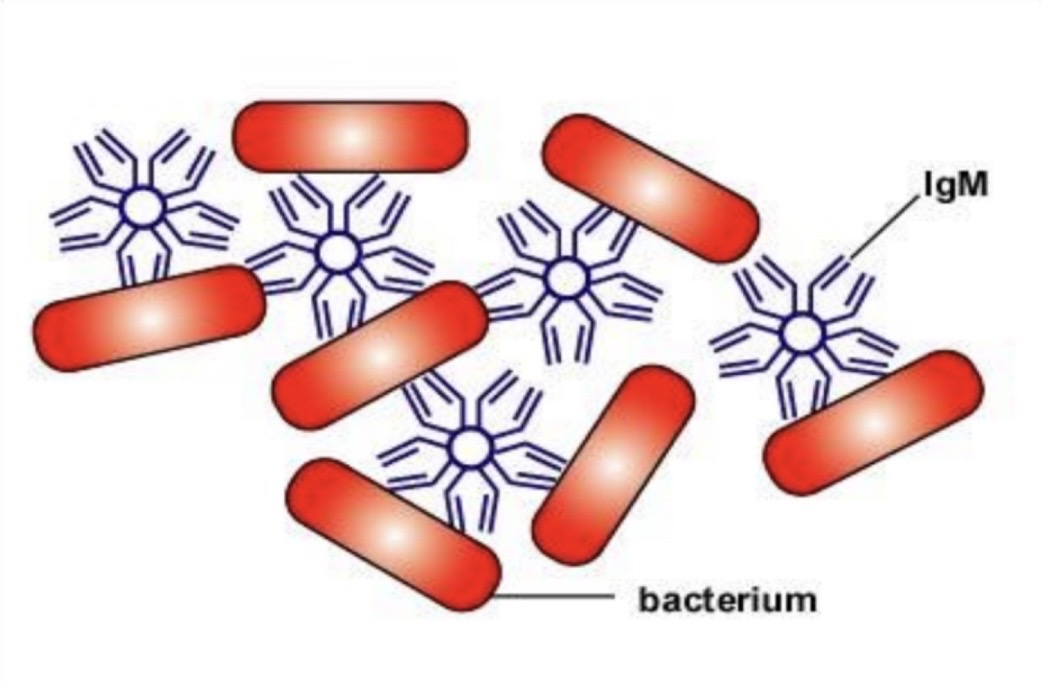<p>The process where antibodies cause the aggregation of microbes.</p>