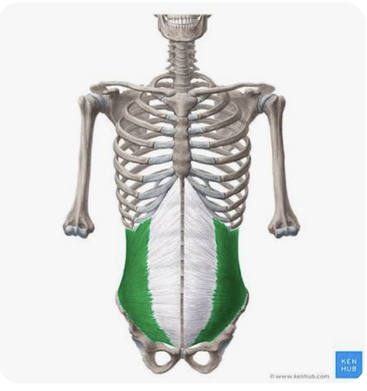 <p>O: Iliac crest, inguinal ligament, thoracolumbar fascia</p><p>I: Ribs 10-12, pectineal line, linea alba, and abdominal aponeurosis (fuses with external oblique to become the rectus sheath)</p><p>A: Bilaterally → anterior flexion of the trunk and compression of the abdomen</p><p>Unilaterally → lateral flexion of the trunk and <strong>rotation to the same side</strong></p>