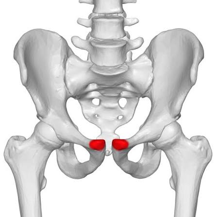 <p>pubis</p>