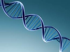 <p>the twisted ladder shape of the DNA molecule, alternating sugars & phosphates are the sides and bases are the rungs</p>