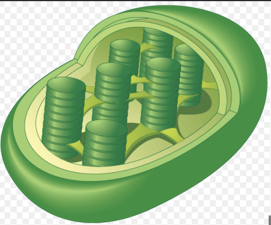 <p> chloroplast</p>