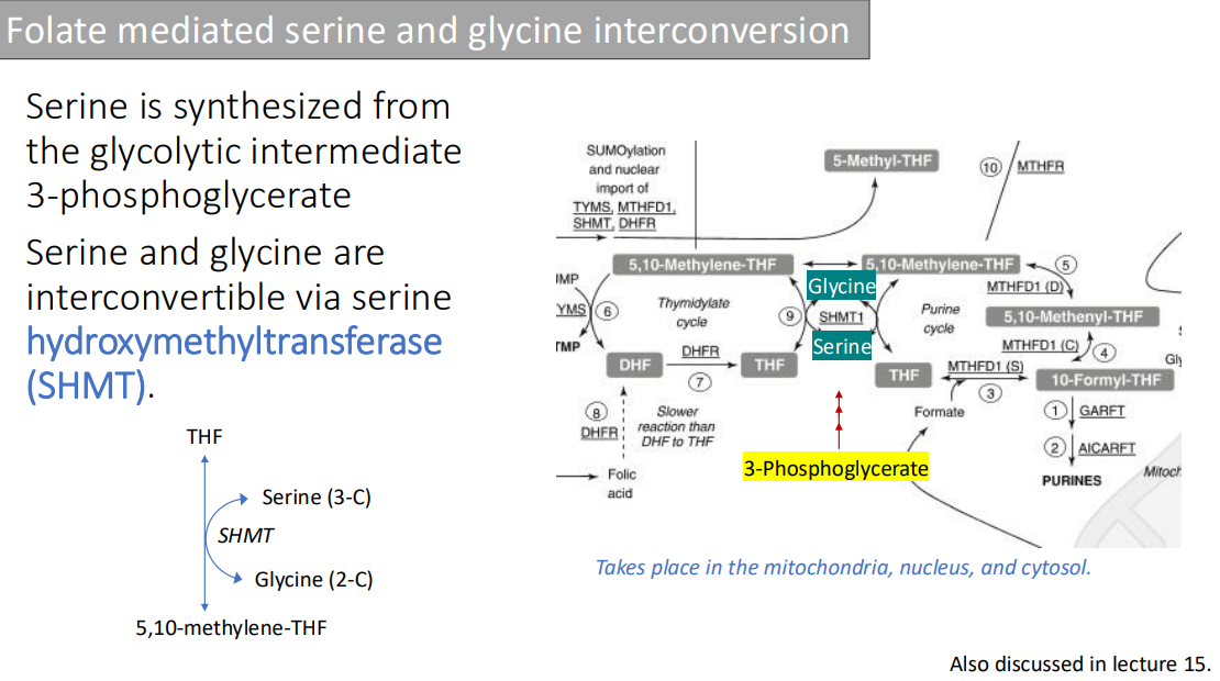 <ol><li><p>Mitochondria, </p></li><li><p>Nucleus</p></li><li><p>Cytosol</p></li></ol><p></p>