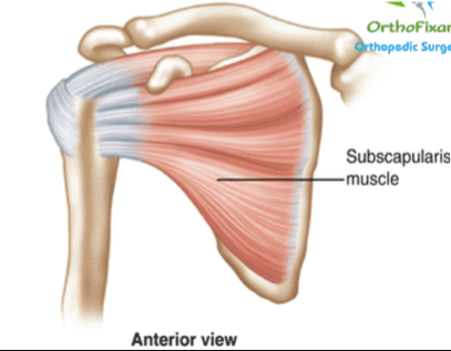 <p>What is the <strong>insert </strong>of the <strong>Subscapularis</strong>?</p>