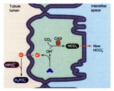 <p>H+ in lumen is bound to some buffer. excretion of 1 H+ as a titratable acid = 1 new HCO3- generated</p>