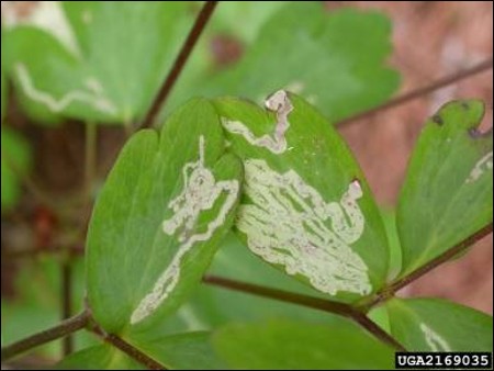 <p>Name the…</p><ol><li><p>Insect that caused this damage</p></li><li><p>Order</p></li><li><p>Stage</p></li><li><p>Mouthparts</p></li></ol><p></p>