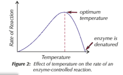 <p>The rate of reaction decreases with temperature:</p><p>The enzymes are vibrating more rapidly, causing bonds (e.g. hydrogen bonds) within the enzymes to break</p><p>This changes the enzyme's tertiary structure; as the shape of the active site changes, it is no longer complementary to the substrate, so the substrate cannot fit. </p><p>The enzyme is denatured and no longer functions.</p>
